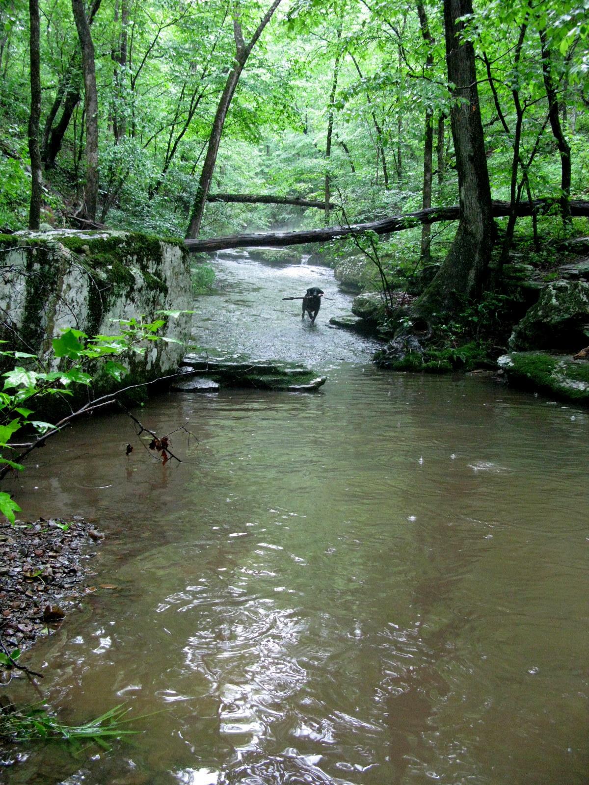 A black dog wades in a shaded forest stream with lush green trees.