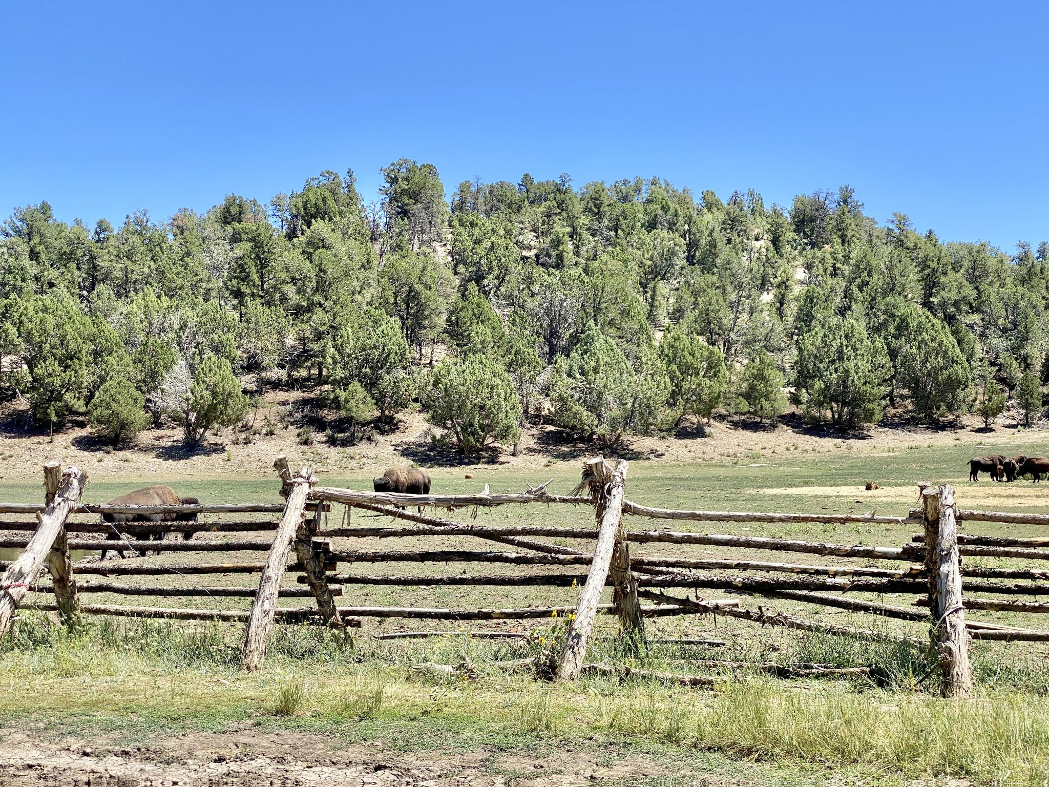 Bison graze in a sunny, grassy field behind a rustic wooden fence. - Pinion Run Trail