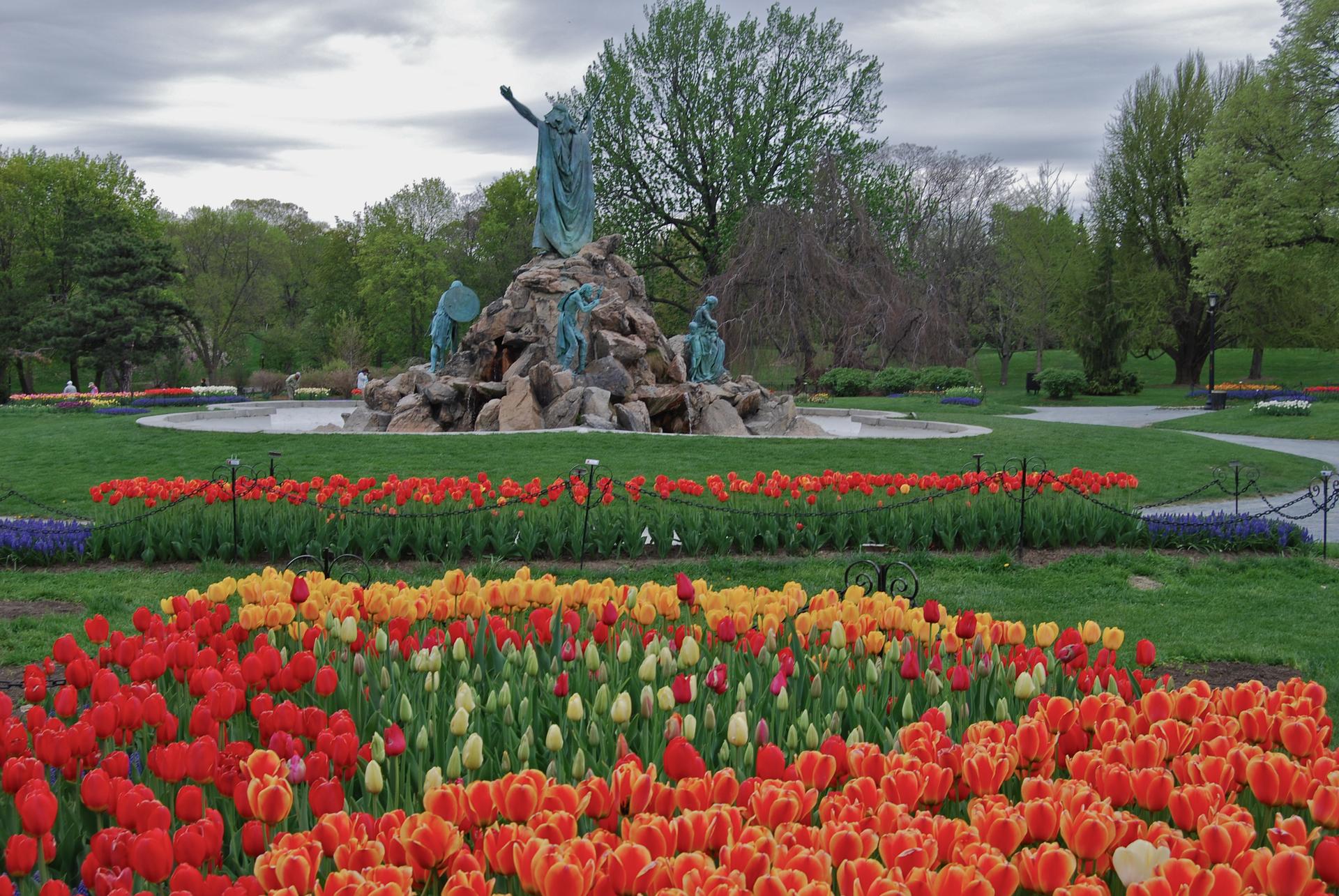 Vibrant tulip beds in a park with a large fountain and green trees.