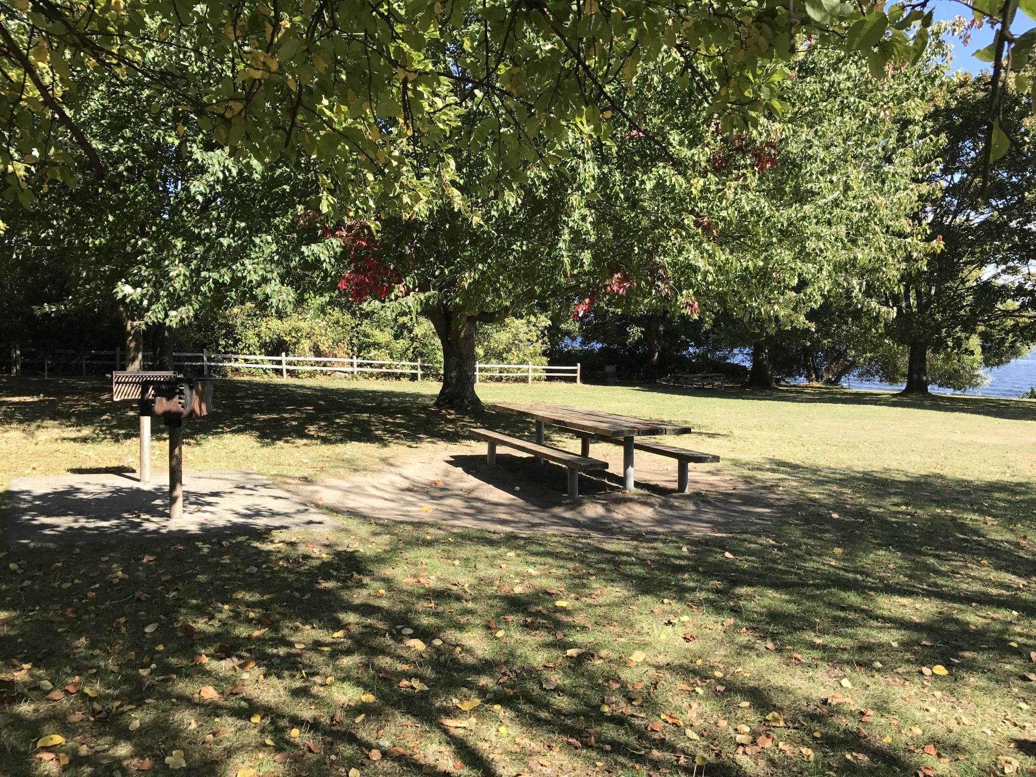 Shady picnic area with a table and grill under large trees by a lake. - Warren G. Magnuson Park – Magnuson Park Beach loop from A Sound Garden