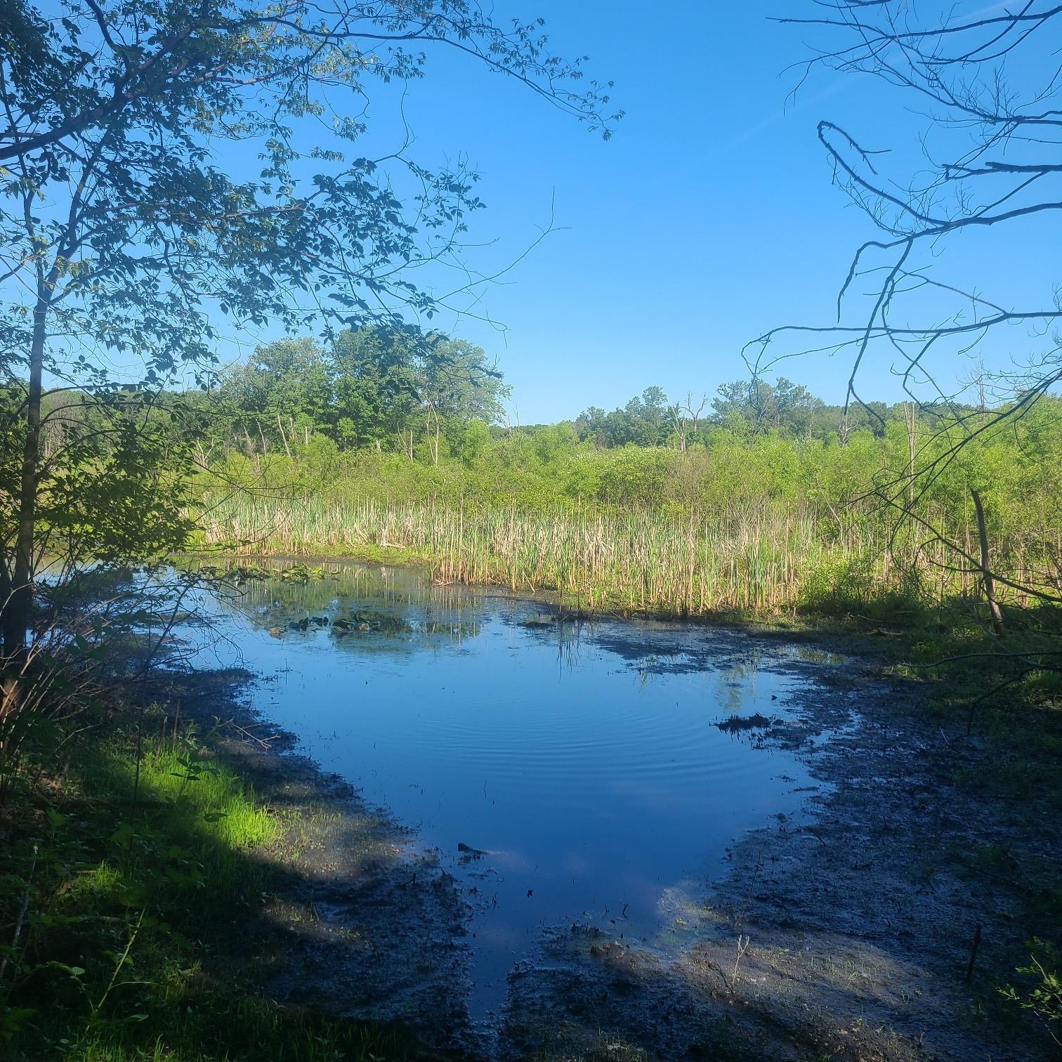 Small pond surrounded by tall green reeds and lush trees.