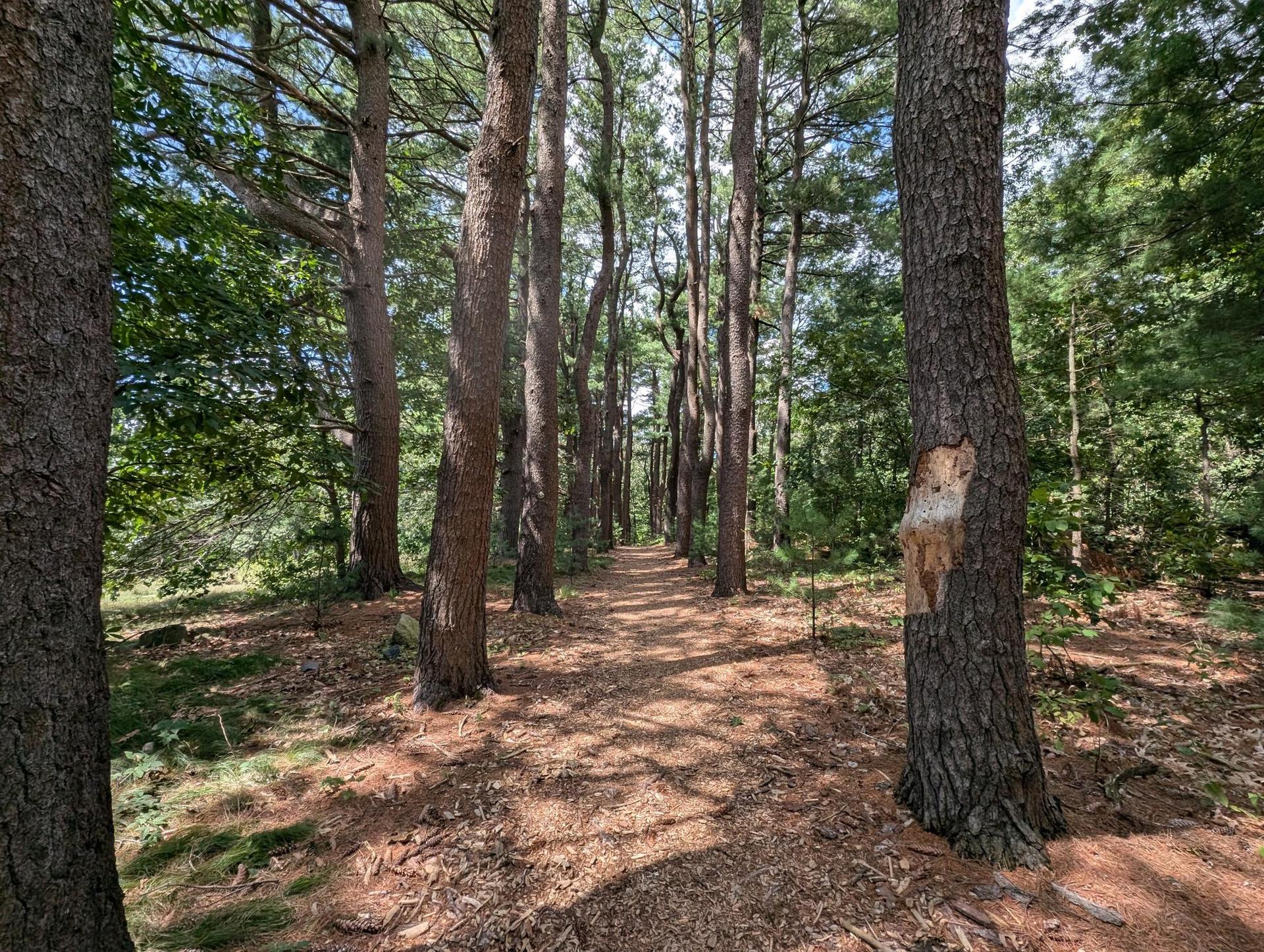 Sunlit dirt path winding through a dense forest of tall trees.