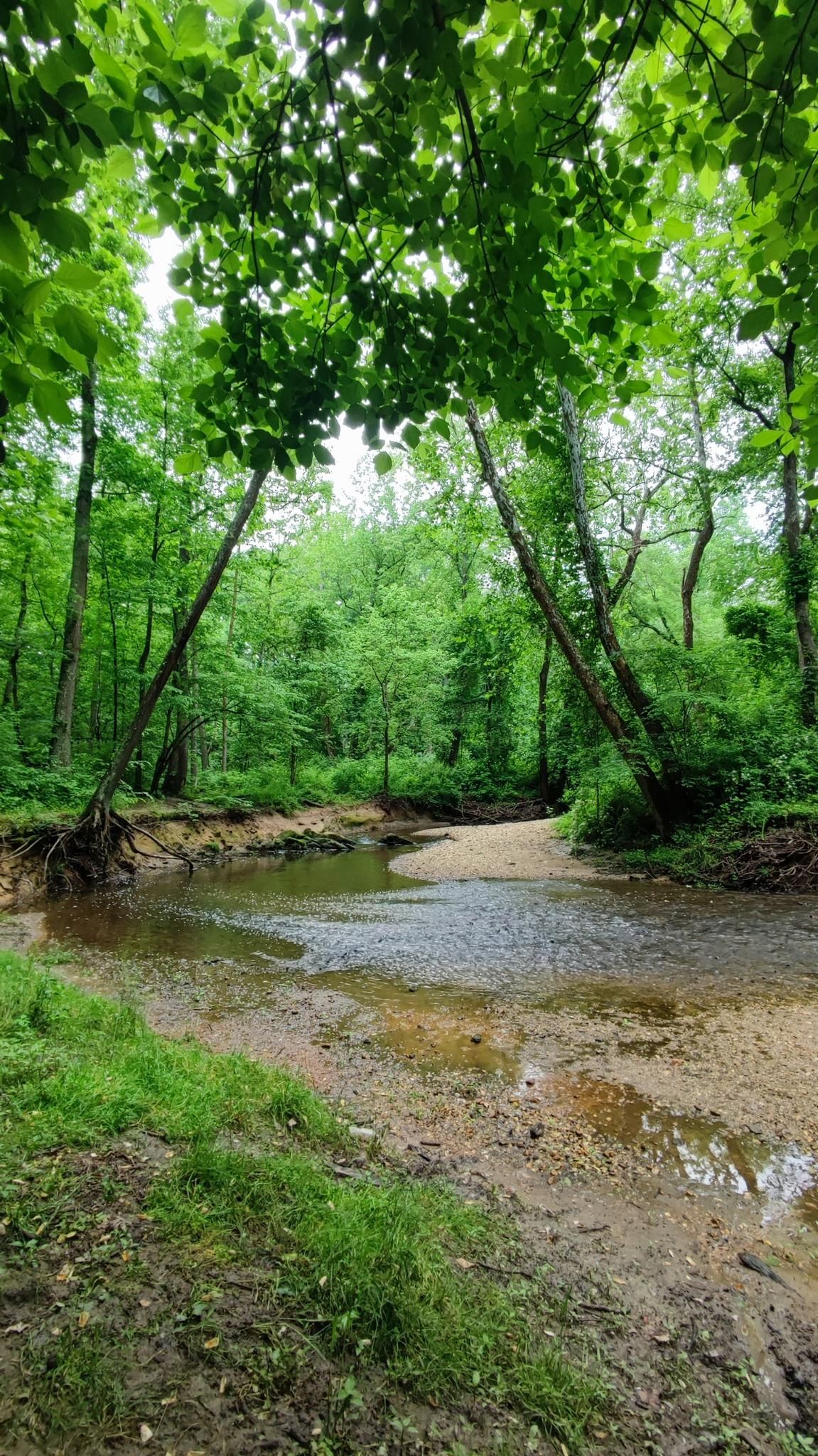 A shallow, muddy stream flows through a vibrant green forest. - River Road and Glen Road loop