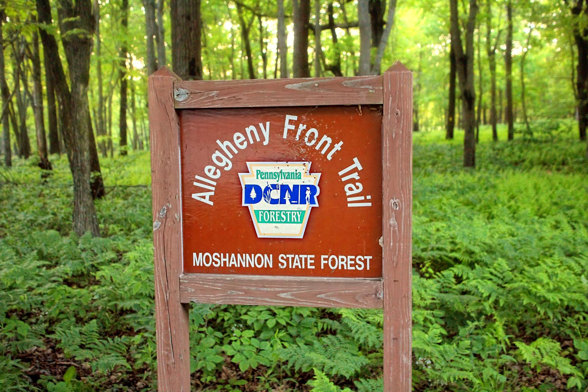 A wooden sign with text stands amidst green ferns in a sunlit forest.