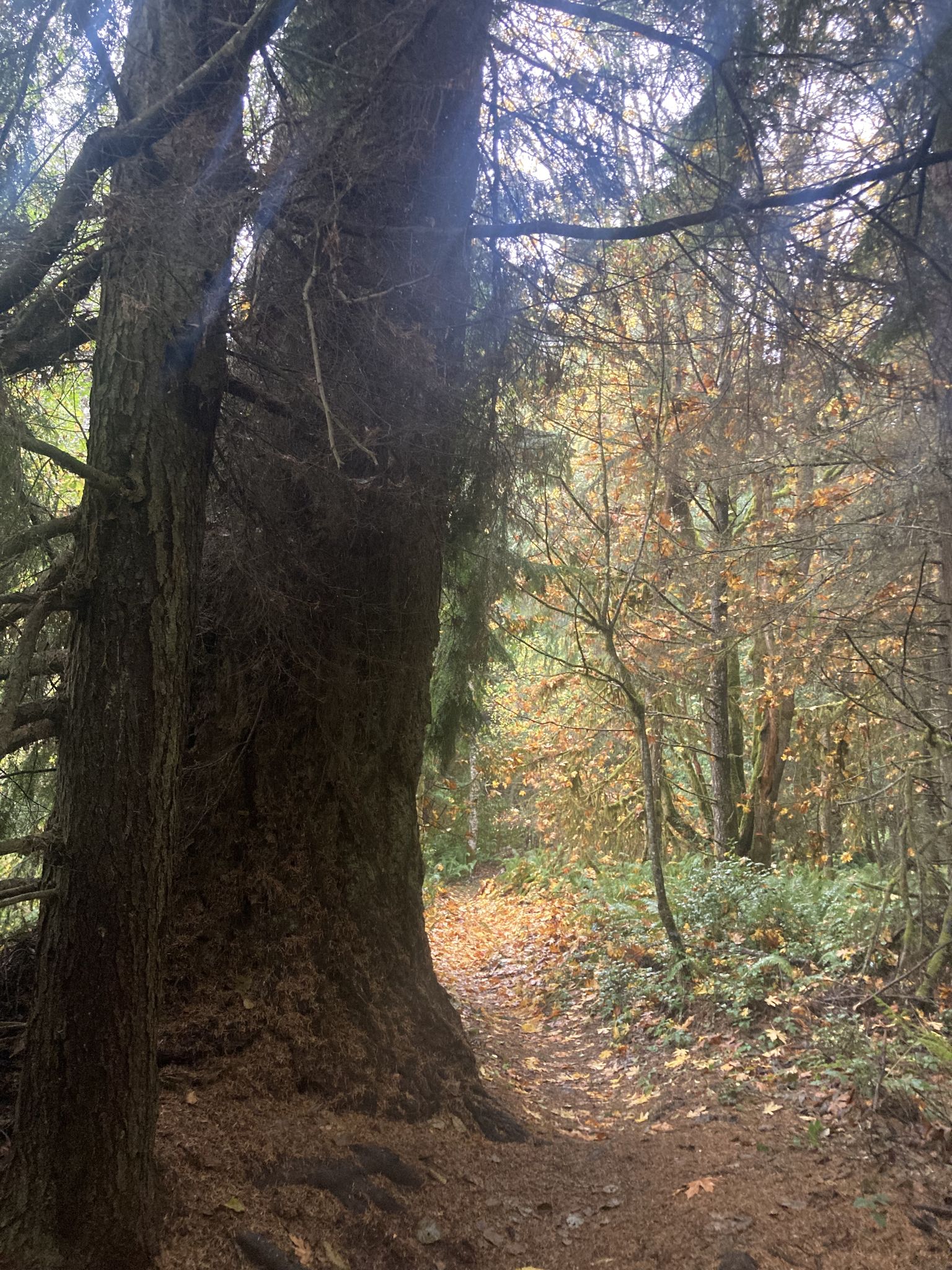 Sunlight illuminates a forest path next to a large tree, autumn leaves cover the ground. - Walt Hoffman Trail