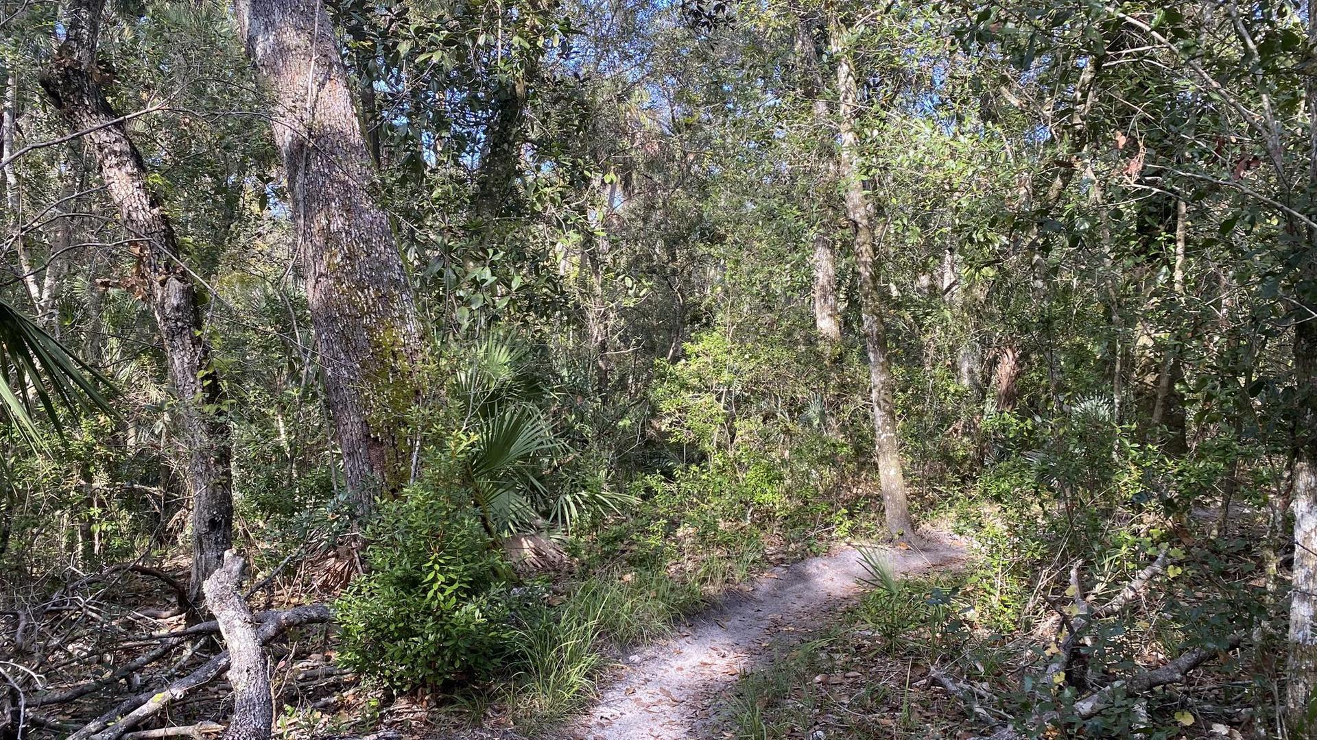 A sunlit dirt path winds through a dense, green, and overgrown forest.
