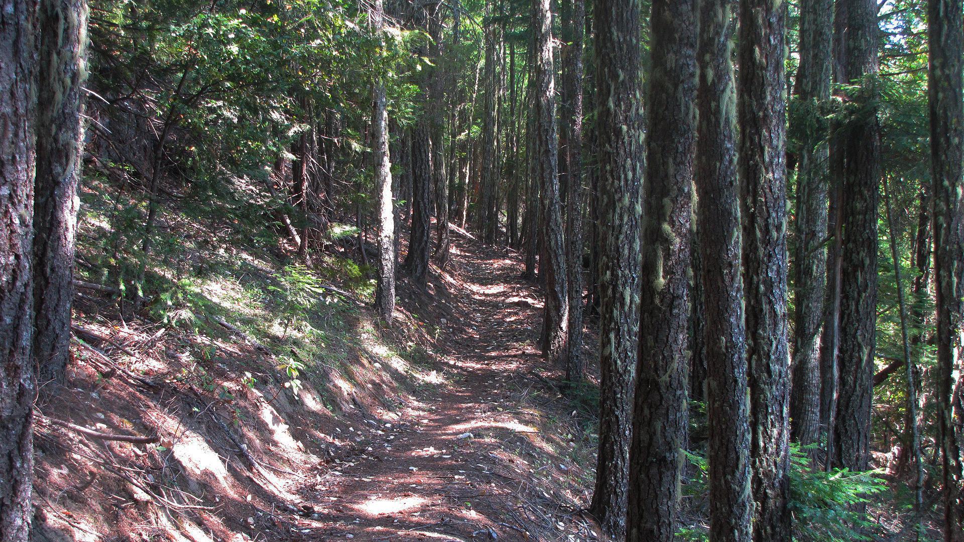 A sun-dappled dirt path winds through a dense, tall forest.