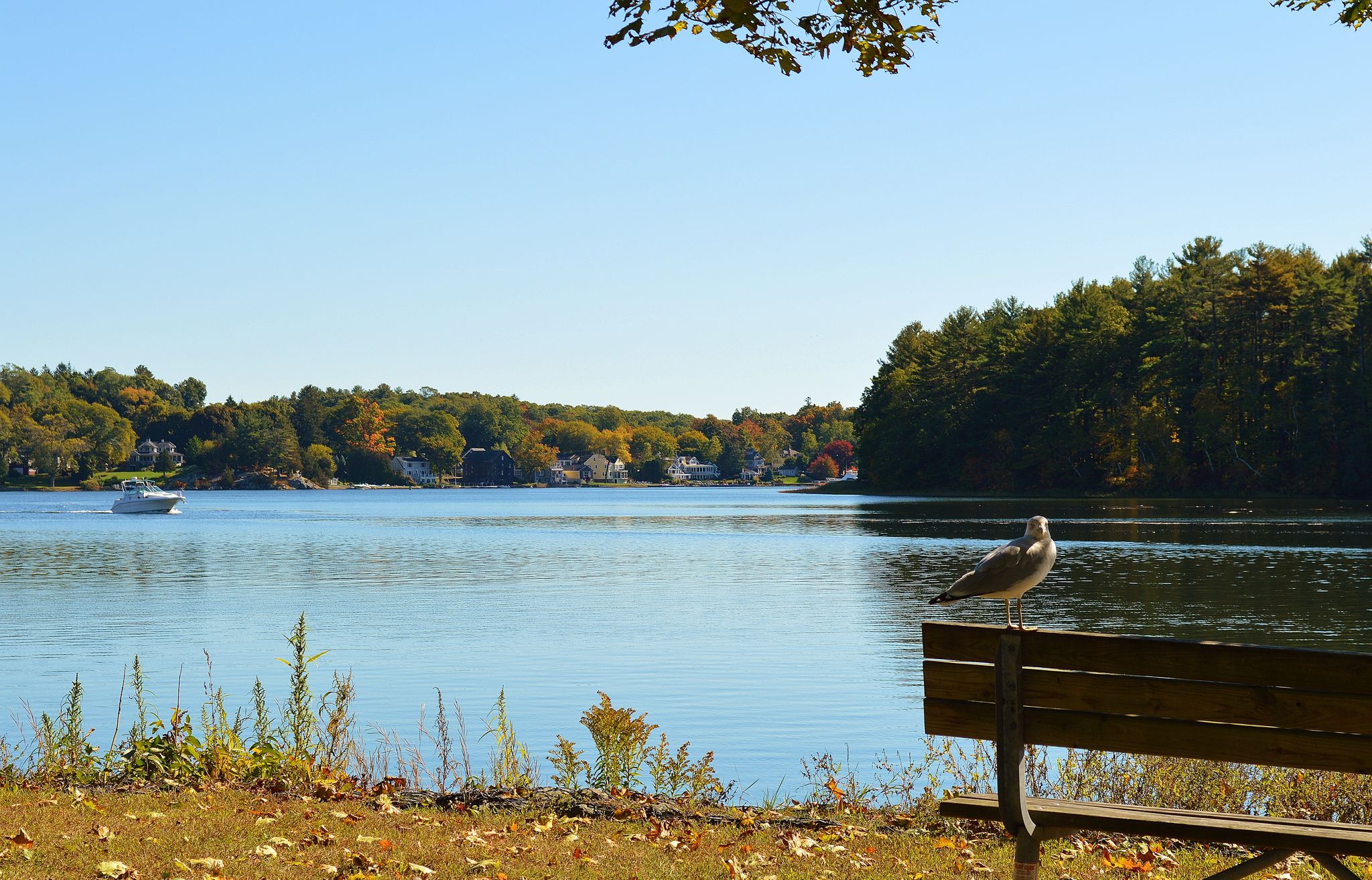 Seagull perched on a park bench overlooking a sunny lake with distant trees. - Tomahawk Creek Trail