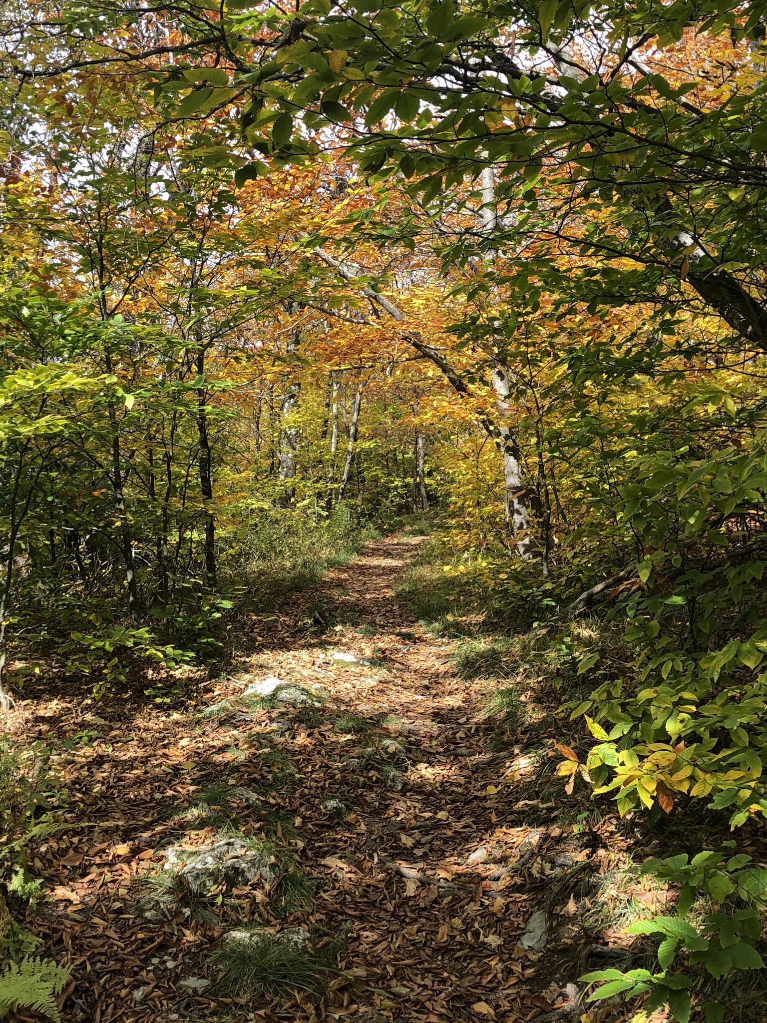 Leaf-covered forest path winding through sunlit autumn trees.
