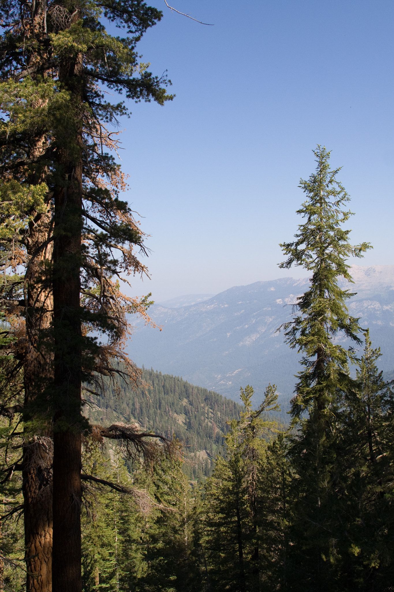 Tall pine trees frame a distant forested mountain valley under clear skies. - Timber Gap Trail