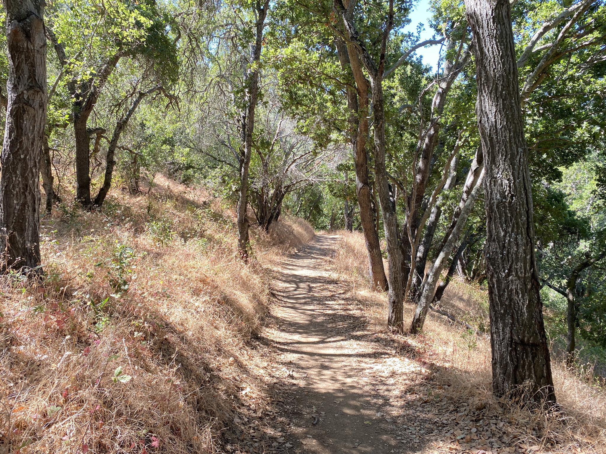 A sun-dappled dirt path winds through a wooded area with dry grass.