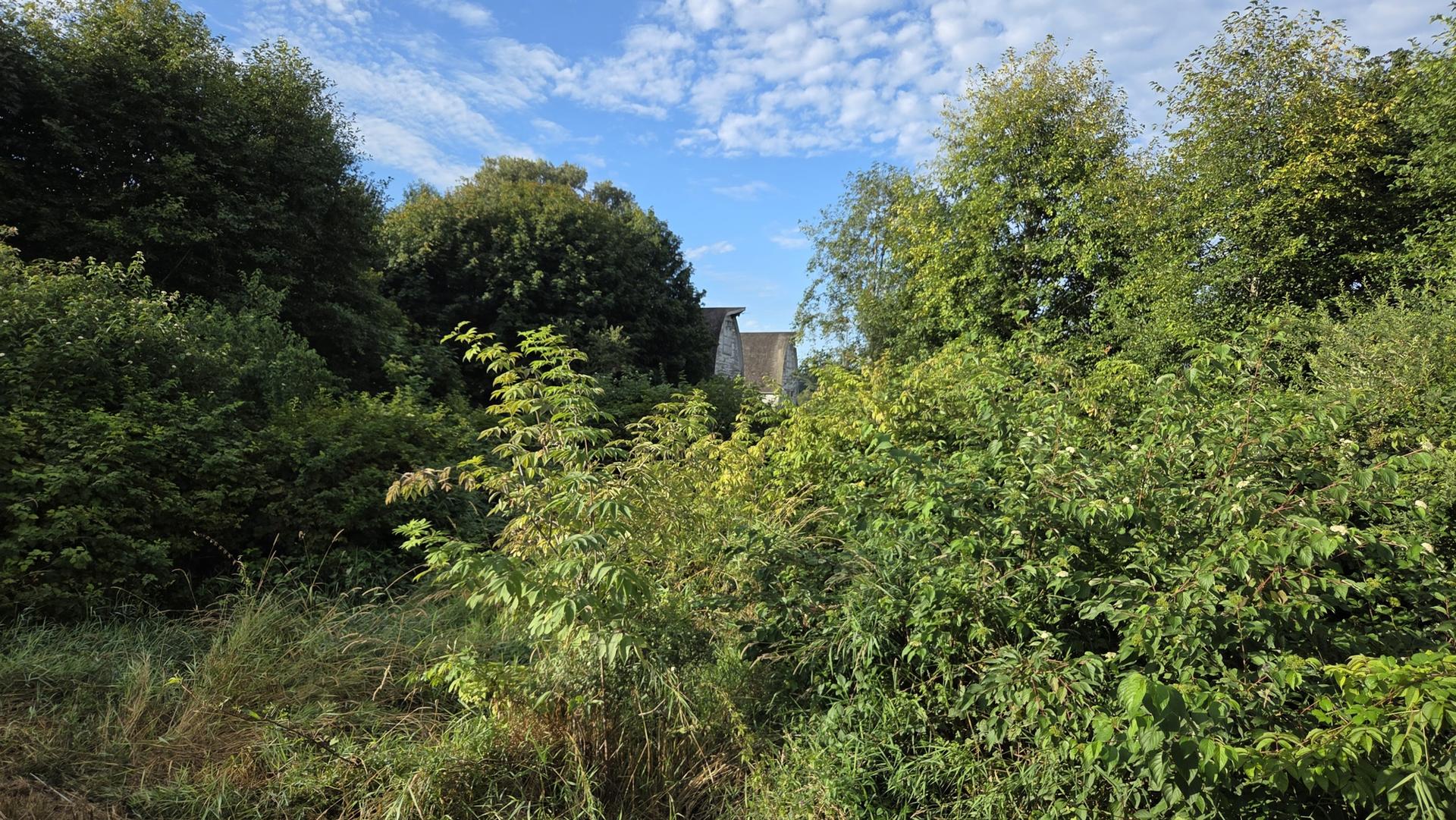 Dense green foliage partially hides a building under a bright blue sky.