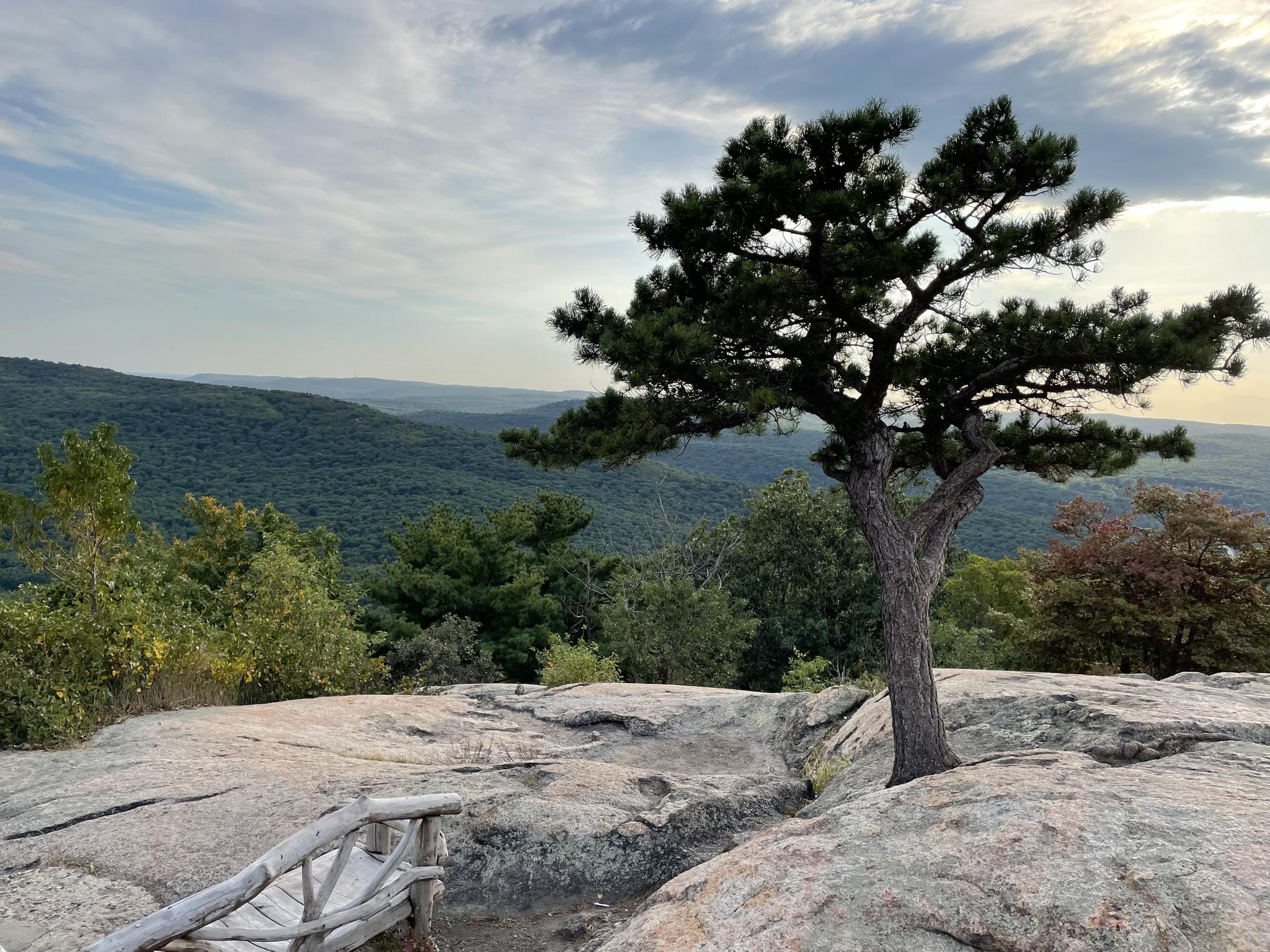 A lone pine tree grows on a rocky outcrop overlooking forested hills.