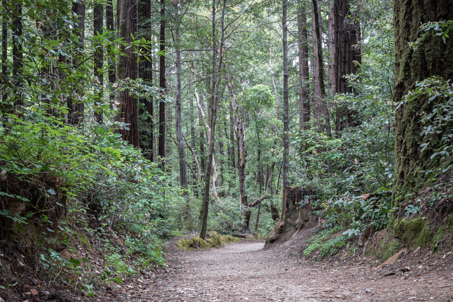 Dirt path winding through a dense, green forest with tall trees.