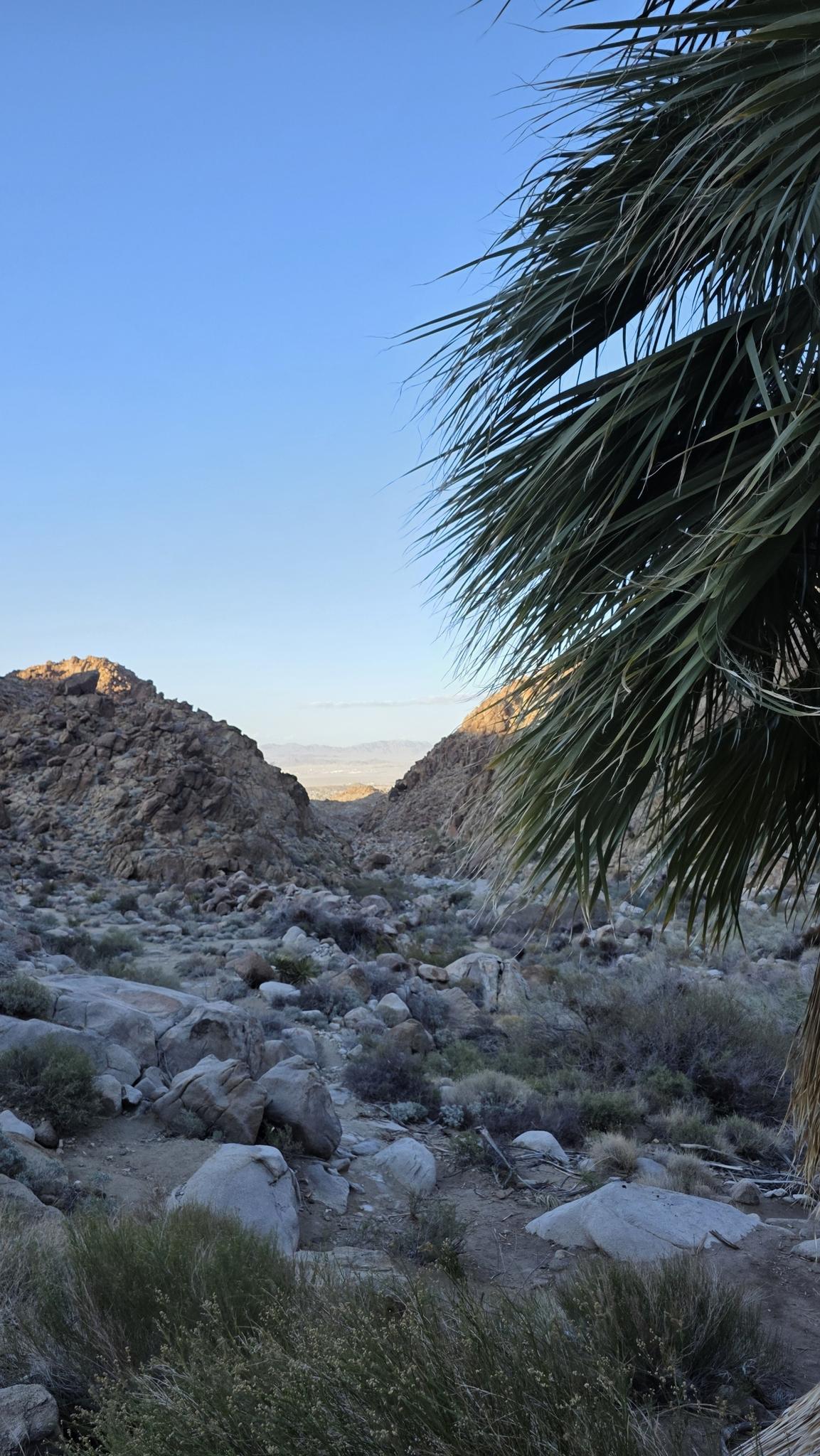 Palm fronds frame a rocky desert canyon under a clear evening sky.