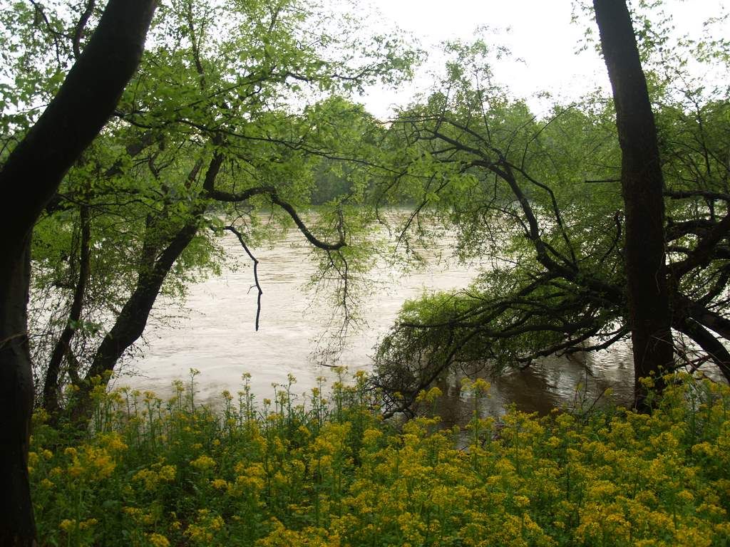 River framed by green trees and yellow wildflowers under an overcast sky. - Bates Ferry Trail
