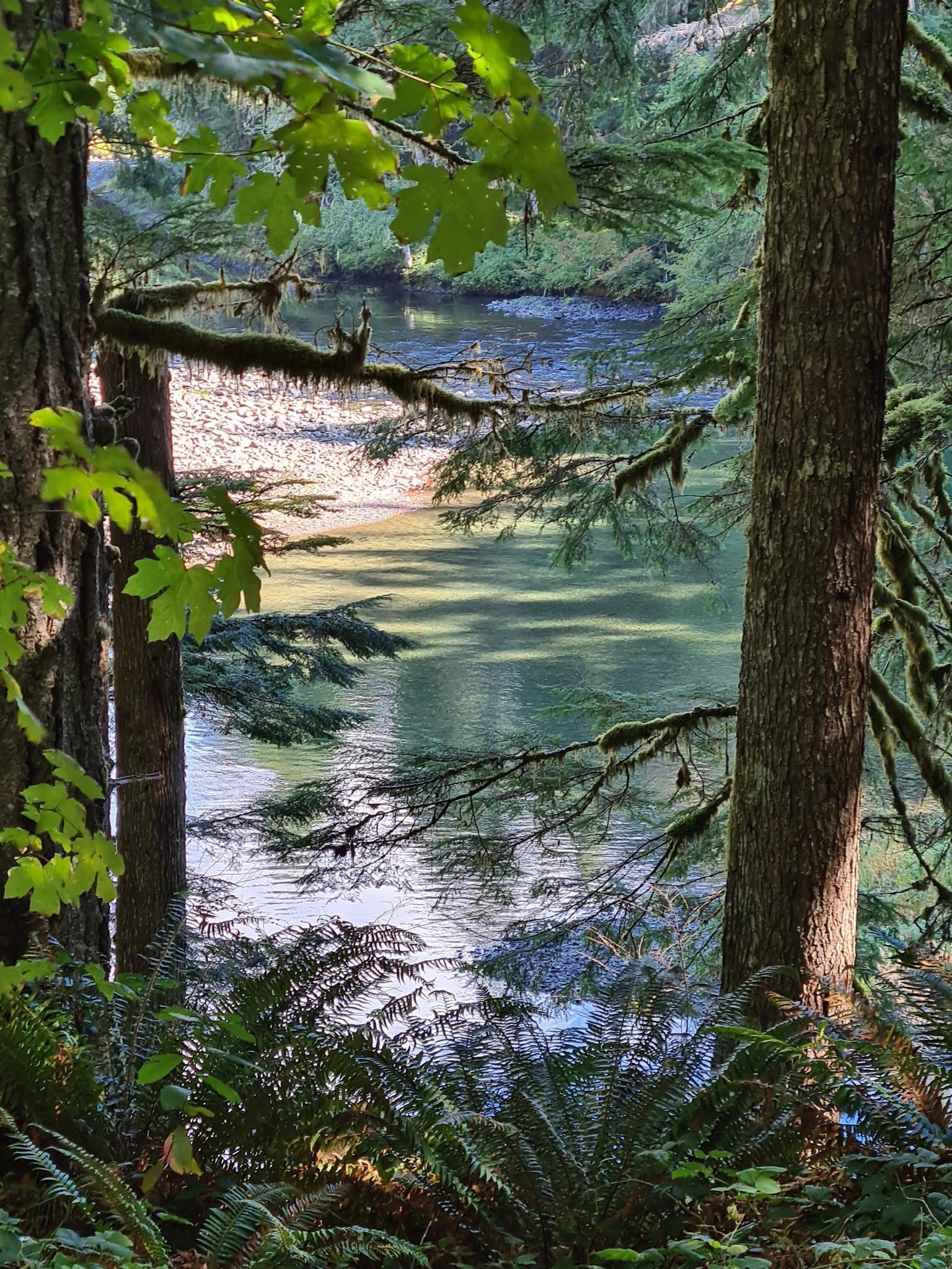 Sunlight dapples a calm river seen through lush green forest and ferns.
