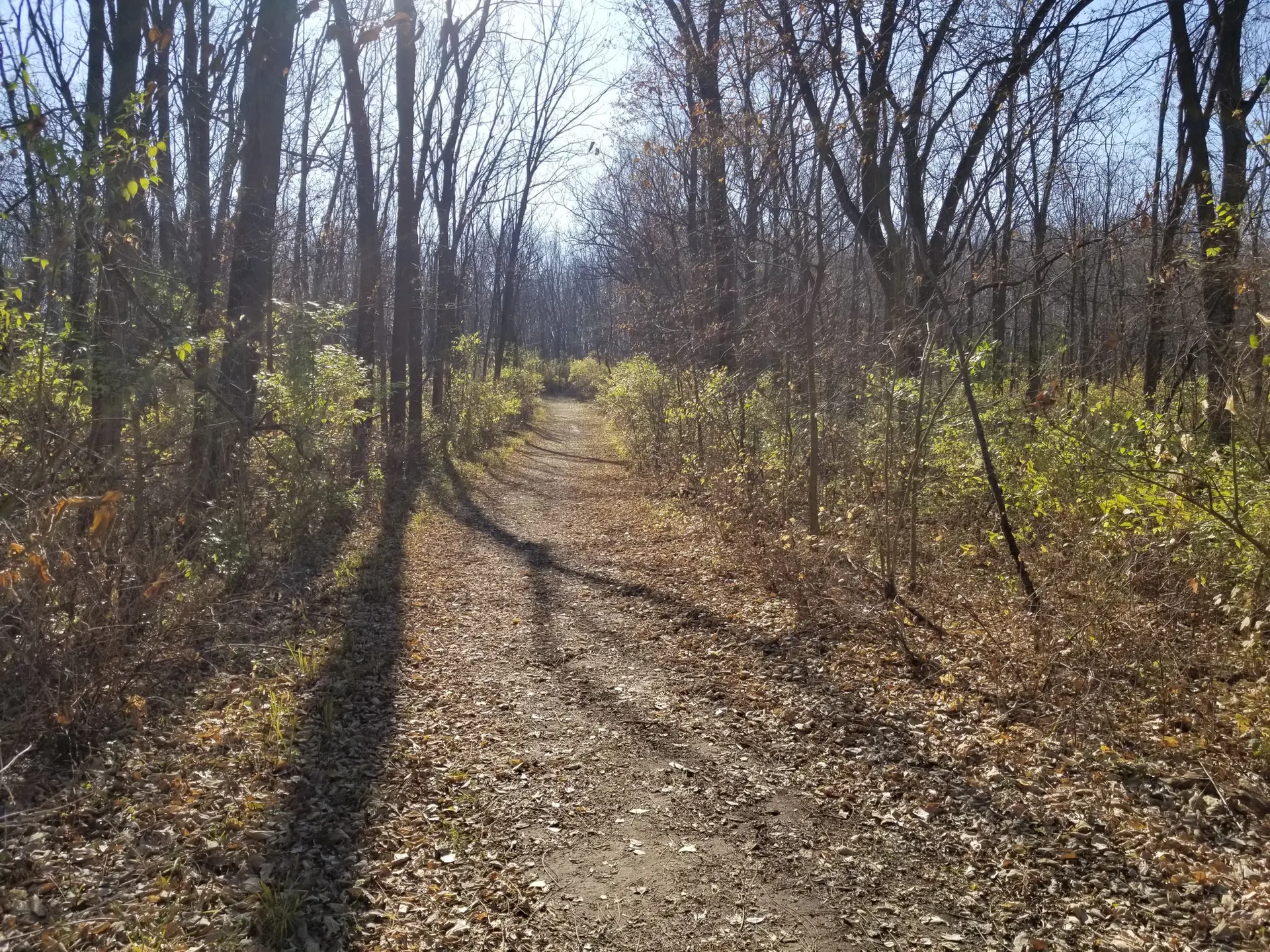 Sunny dirt path winding through a forest with bare trees and fallen leaves.