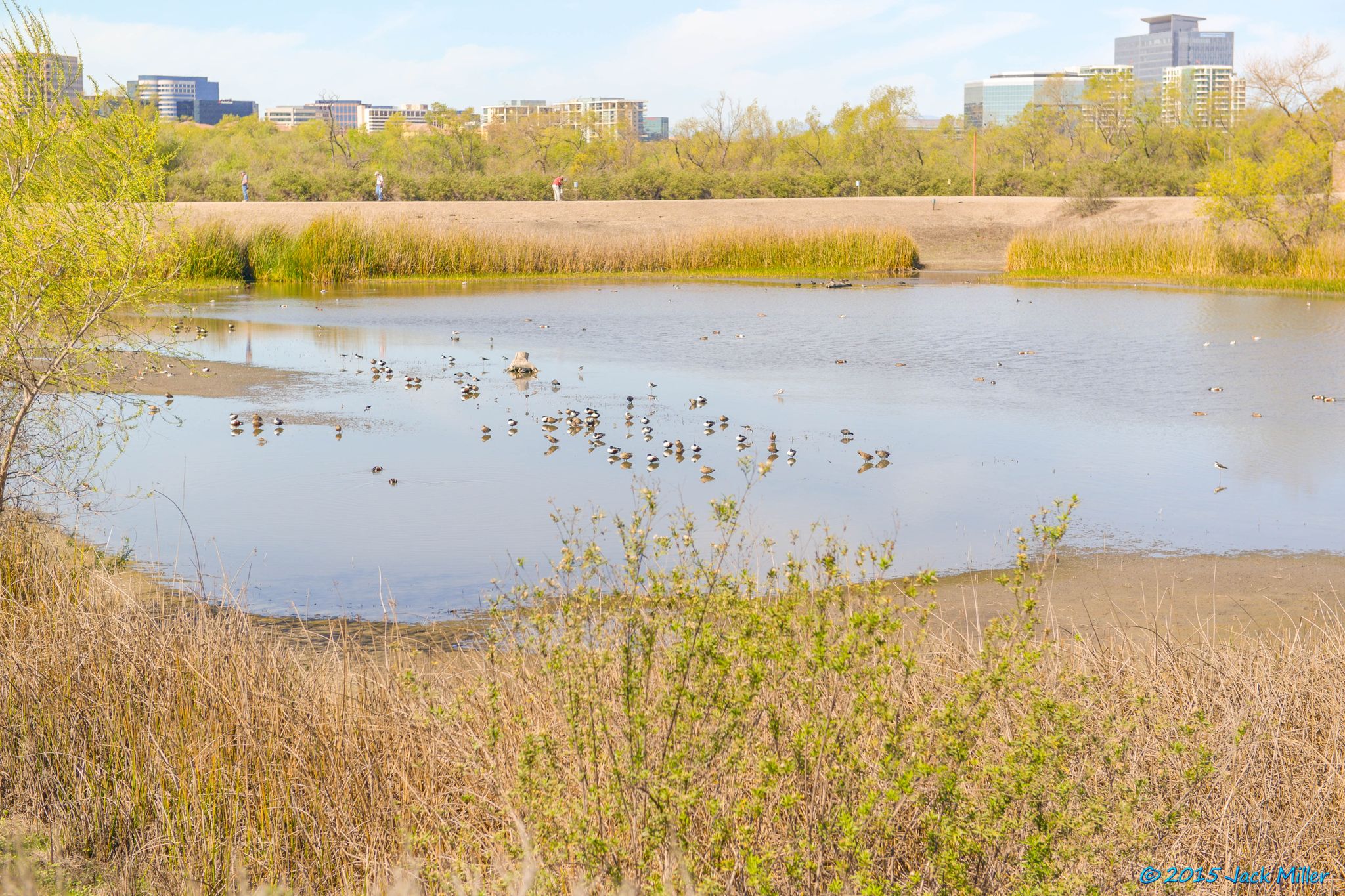A sunny pond with many ducks, surrounded by tall grass and distant buildings. - Mountains to Sea Trail