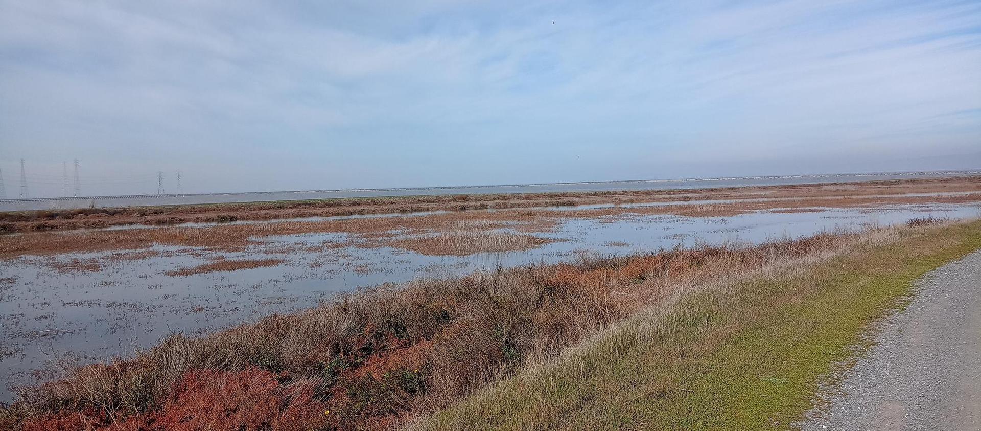 Panoramic view of a marsh with water and reddish plants, cloudy sky.