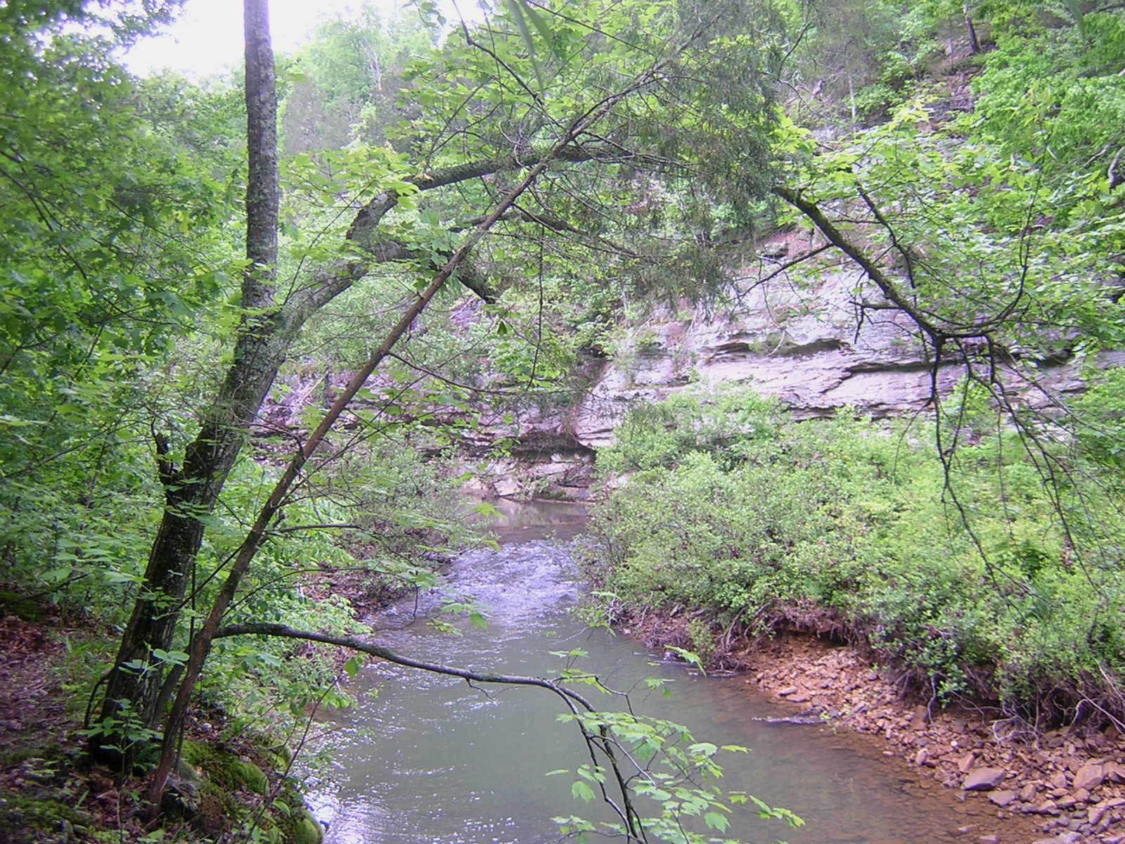 A narrow stream flows through a lush green, rocky forest gorge.