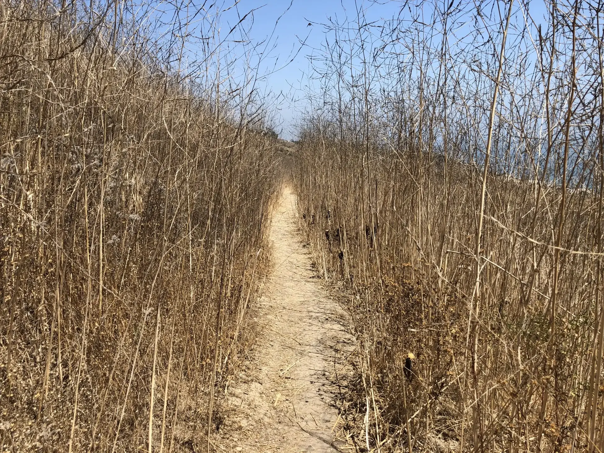 A narrow dirt path winding through tall, dry, brown brush under a clear sky.
