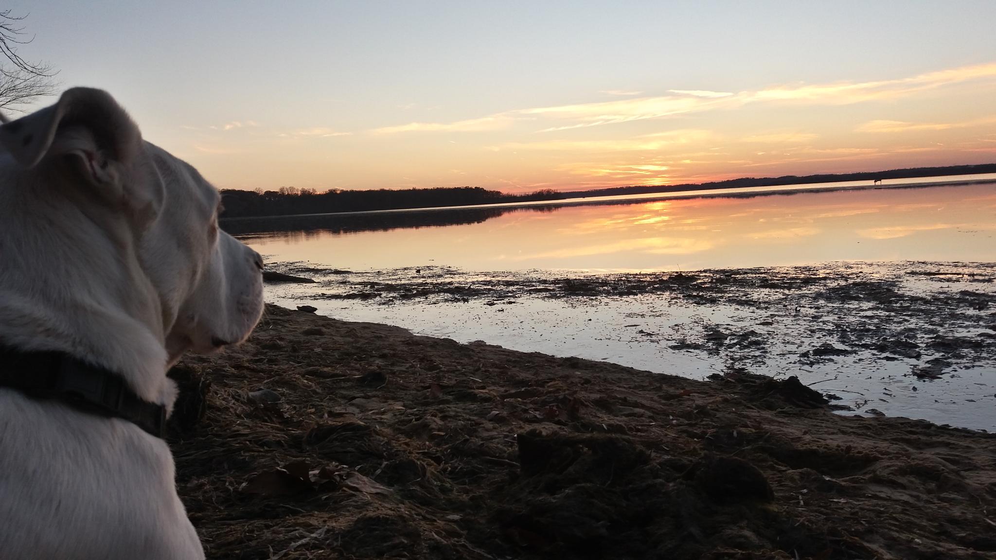White dog looking out at a serene lake during a colorful sunset.