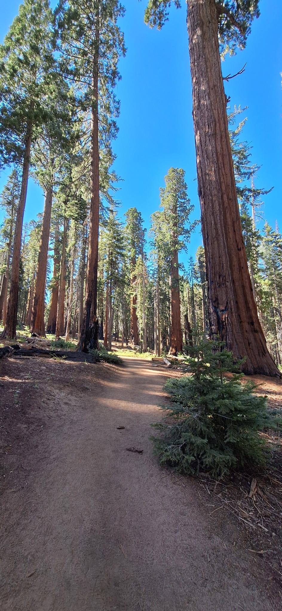 A dirt path winds through a sun-dappled forest of towering evergreen trees.
