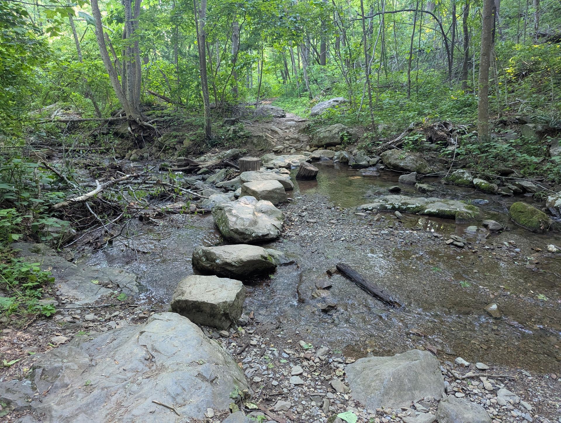 Stepping stones crossing a shallow stream in a verdant, shaded forest.