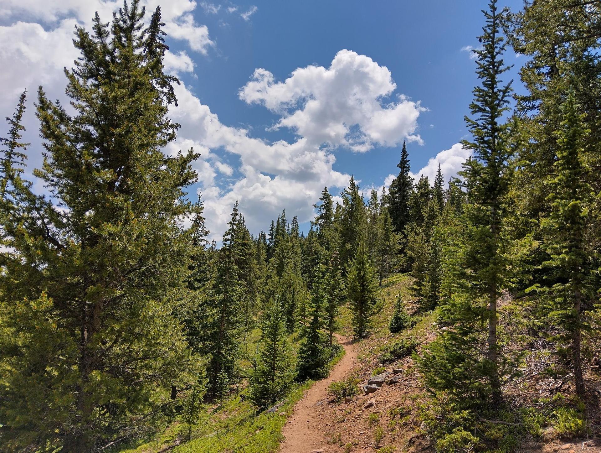 Sunny dirt path winding uphill through a vibrant green pine forest.
