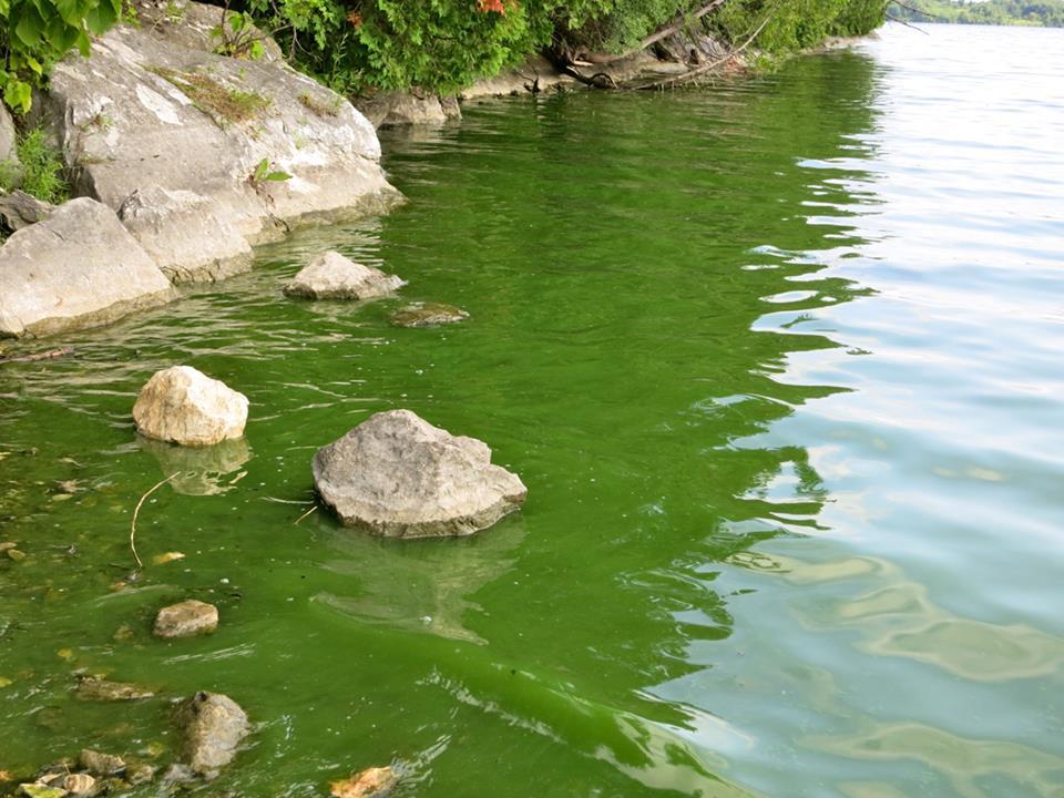 Close-up of green-tinted water with submerged rocks along a rocky shore.