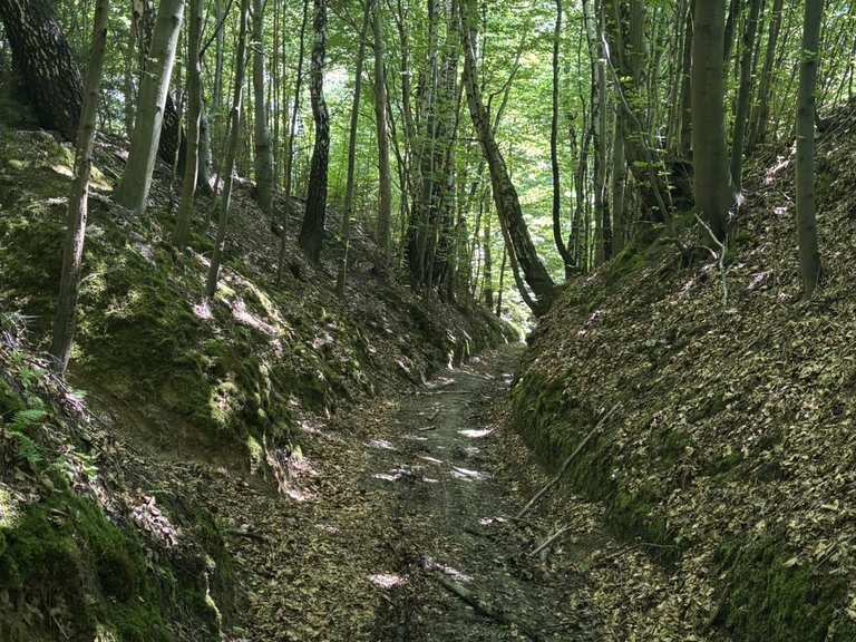 Challenging Forest Ravine Trail Cycle Routes and Map | Komoot