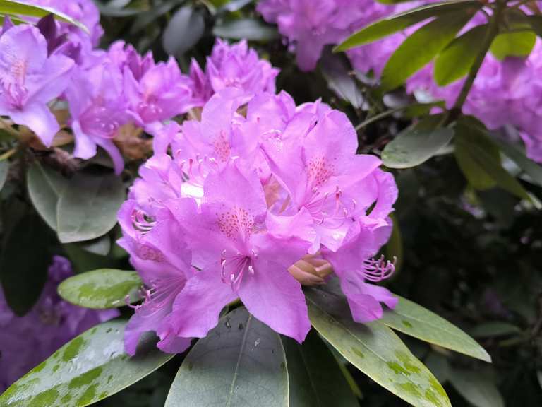 Rhododendron-Allee zum Schloss Hagenburg  Wander- & Radrouten | Komoot