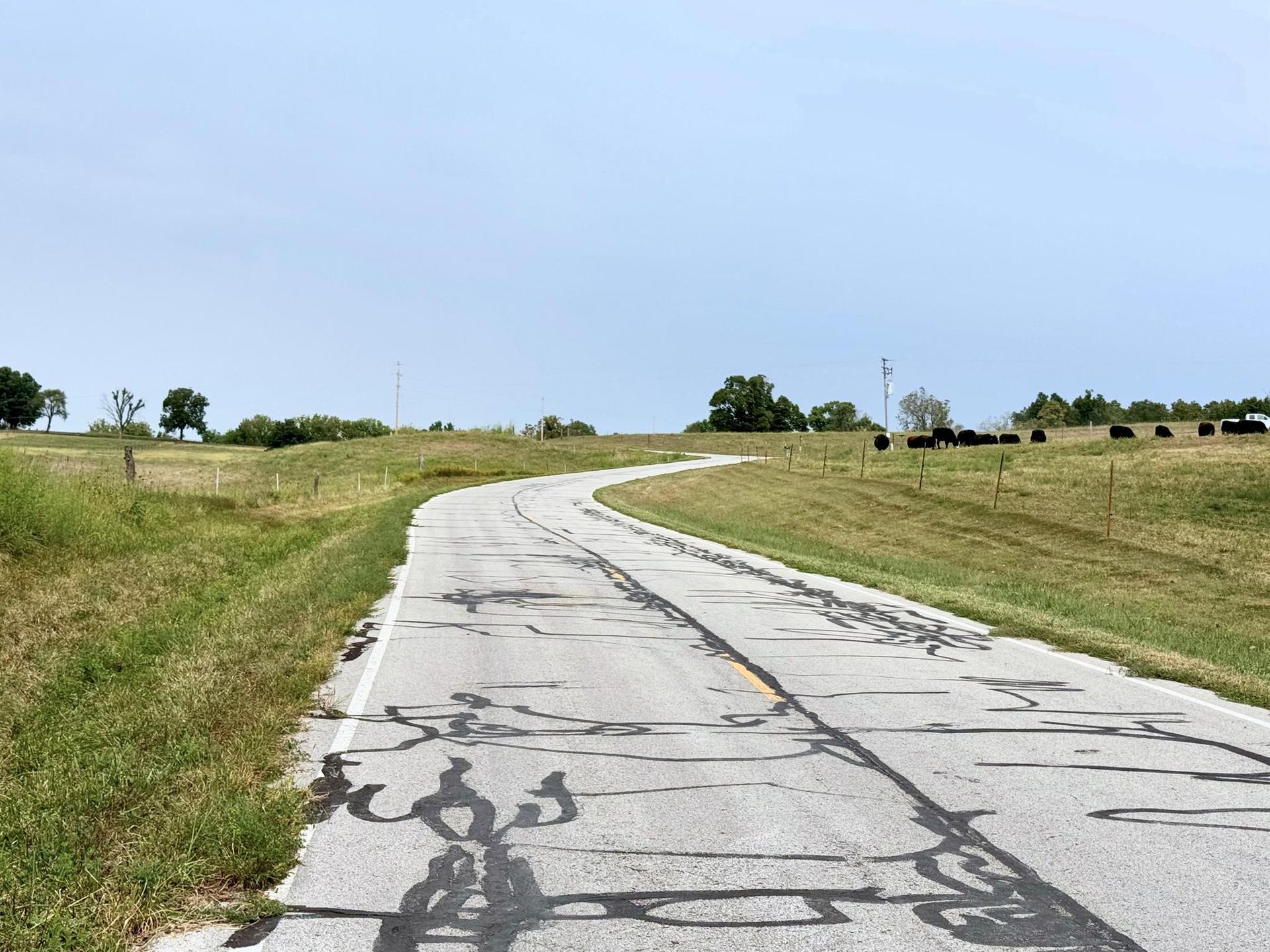 A winding paved road stretches through green fields with distant cows.