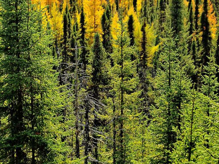 Ridge Trail & N Nechako Road loop | Wanderung | Komoot