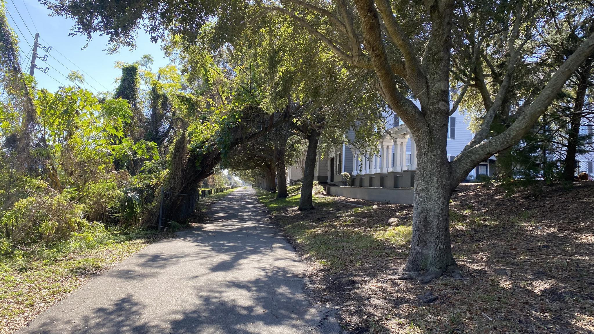 Shady paved path under a canopy of green trees on a sunny day.
