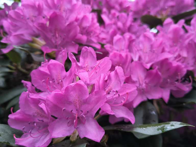 Rhododendron-Allee zum Schloss Hagenburg  Wander- & Radrouten | Komoot