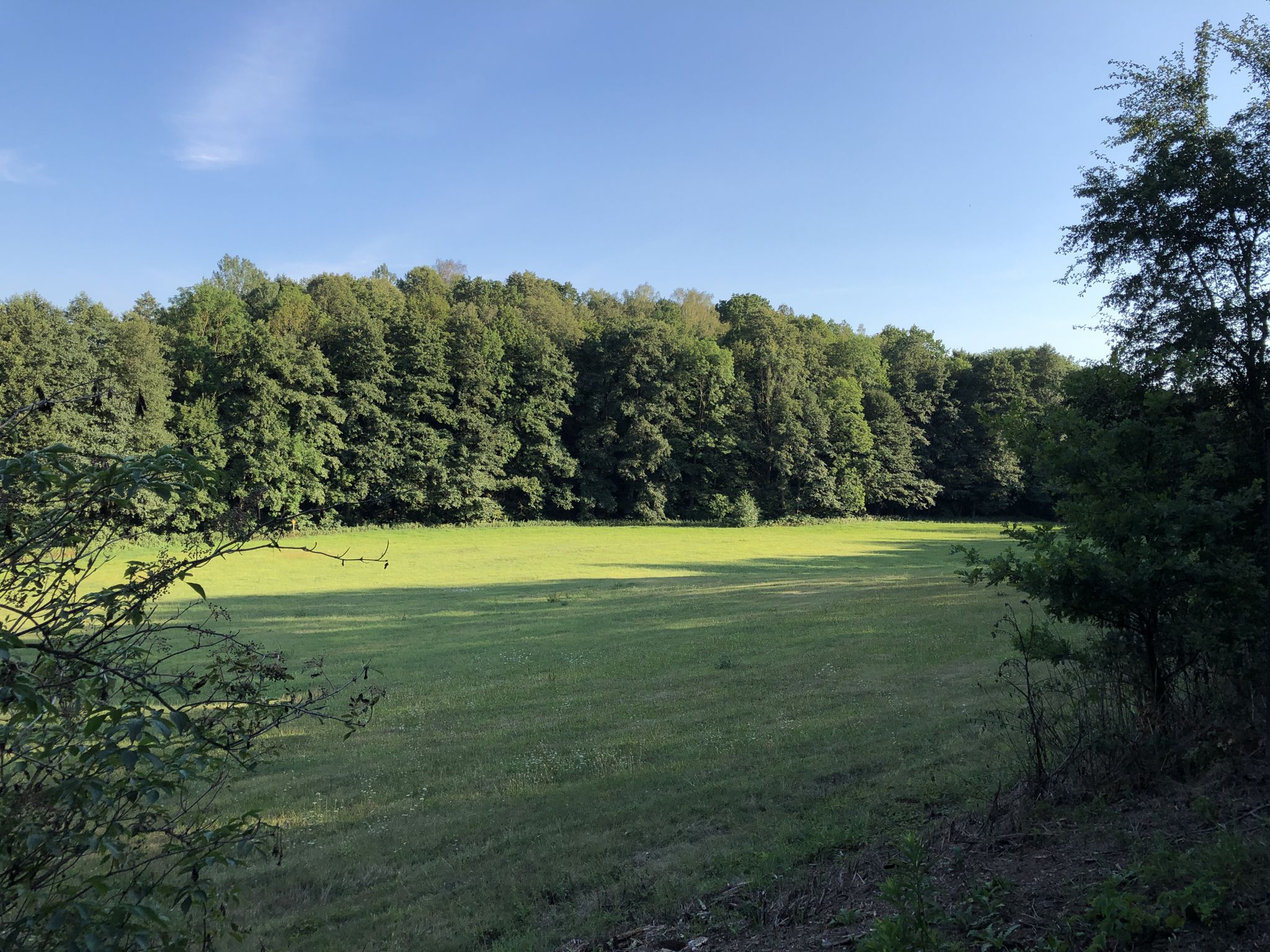 Wiese im Gessental