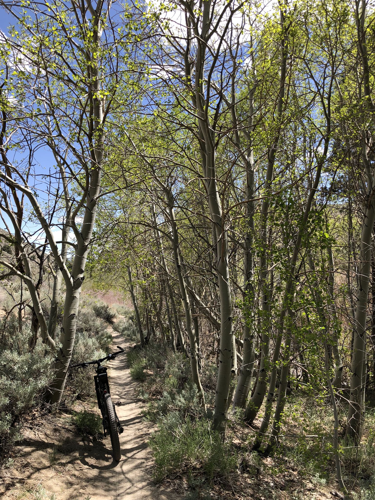 Mountain bike parked on a sunny dirt path lined with aspen trees. - Lower Rock Creek Trail