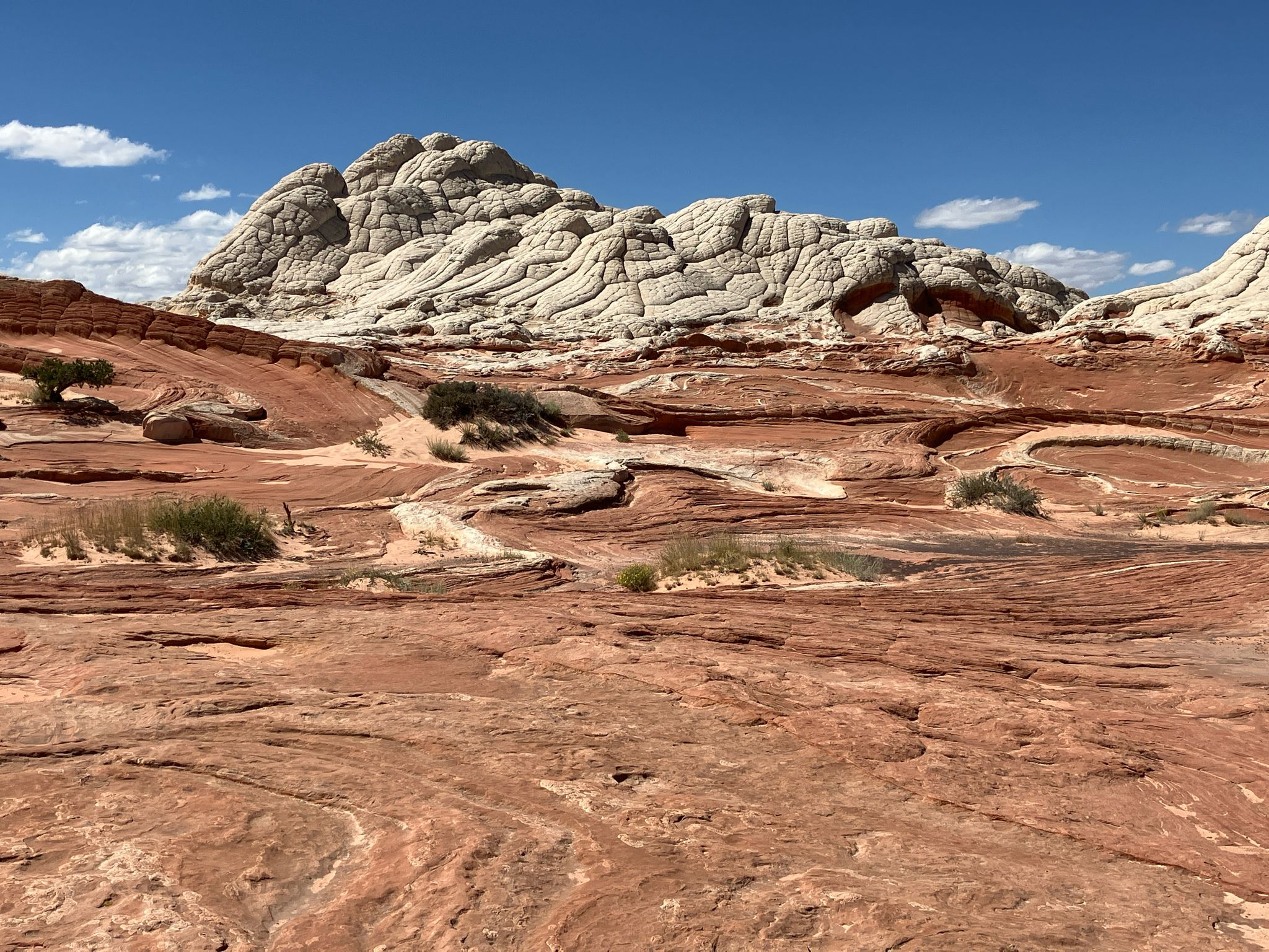 Sunny desert landscape with white rock formations contrasting red sandstone under blue sky. - White Pocket Trail