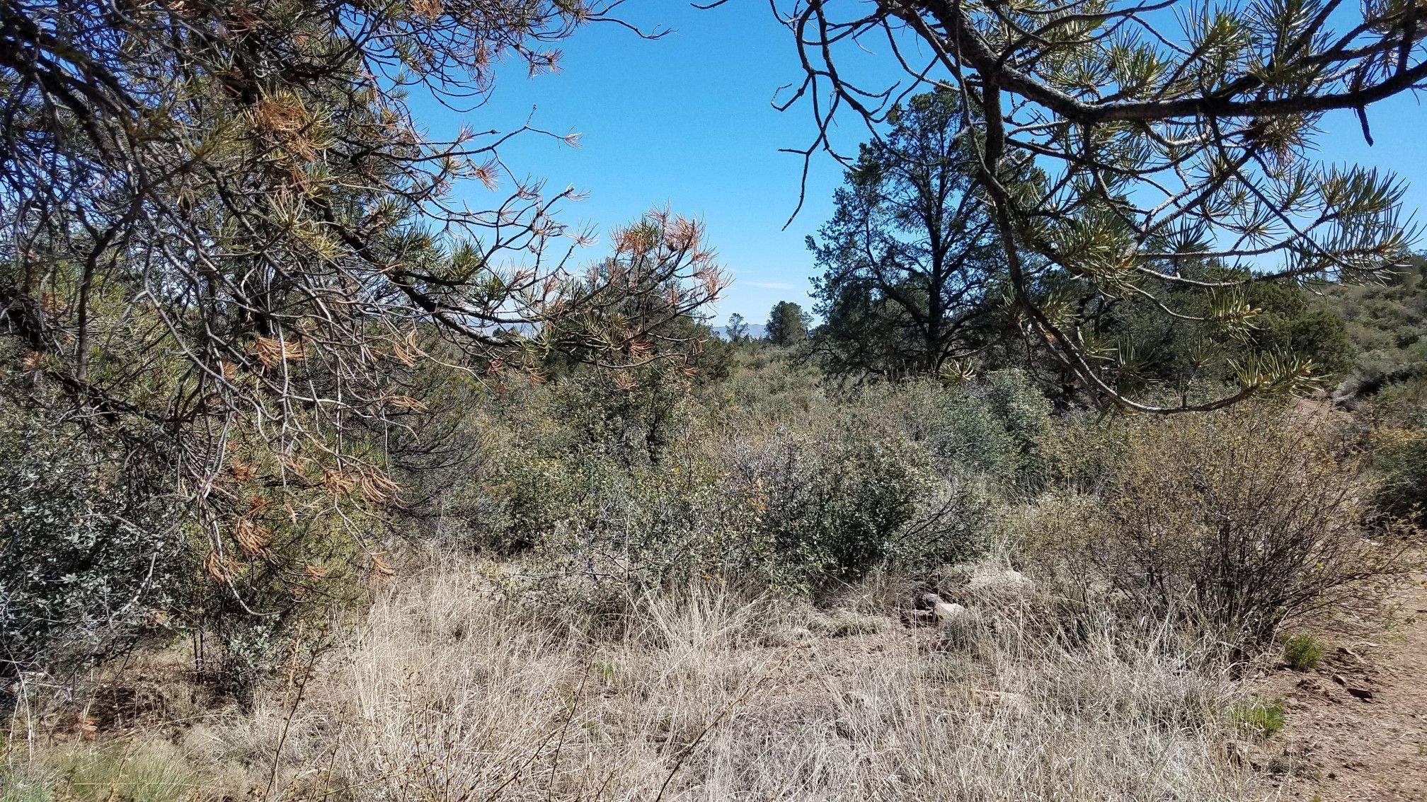 Dense scrub and dry grass under a clear blue sky, framed by tree branches. - Longview and Legacy Trail Loop