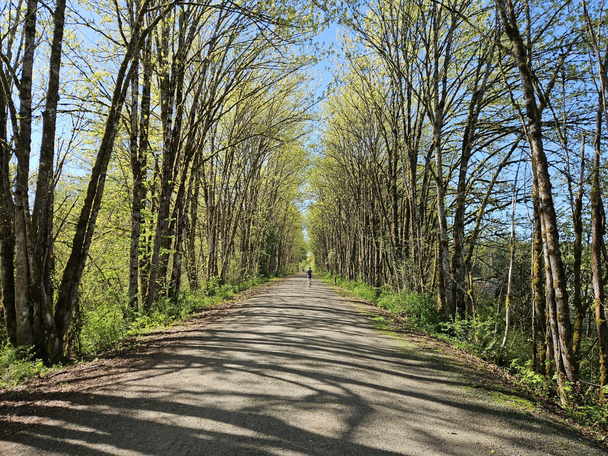 A person walks on a sun-dappled path lined with tall green trees. - Snoqualmie Valley Trail: Stillwater to Tolt-MacDonald Park