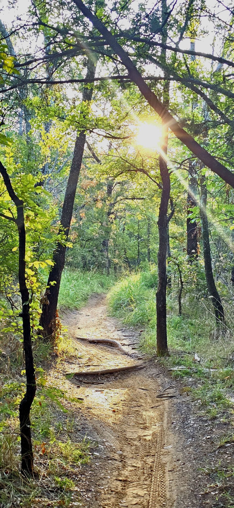 Sunburst through trees illuminating a winding dirt path in a forest. - Lakeside View at Murrell Park loop from Sunset Point at Twin Coves