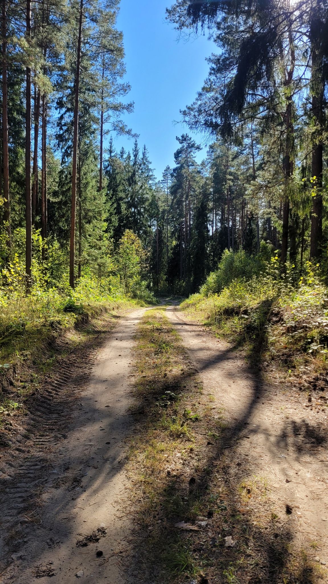 Zdjęcie poglądowe, podjazd leśną drogą z Jurowiec do wsi Katrynka.