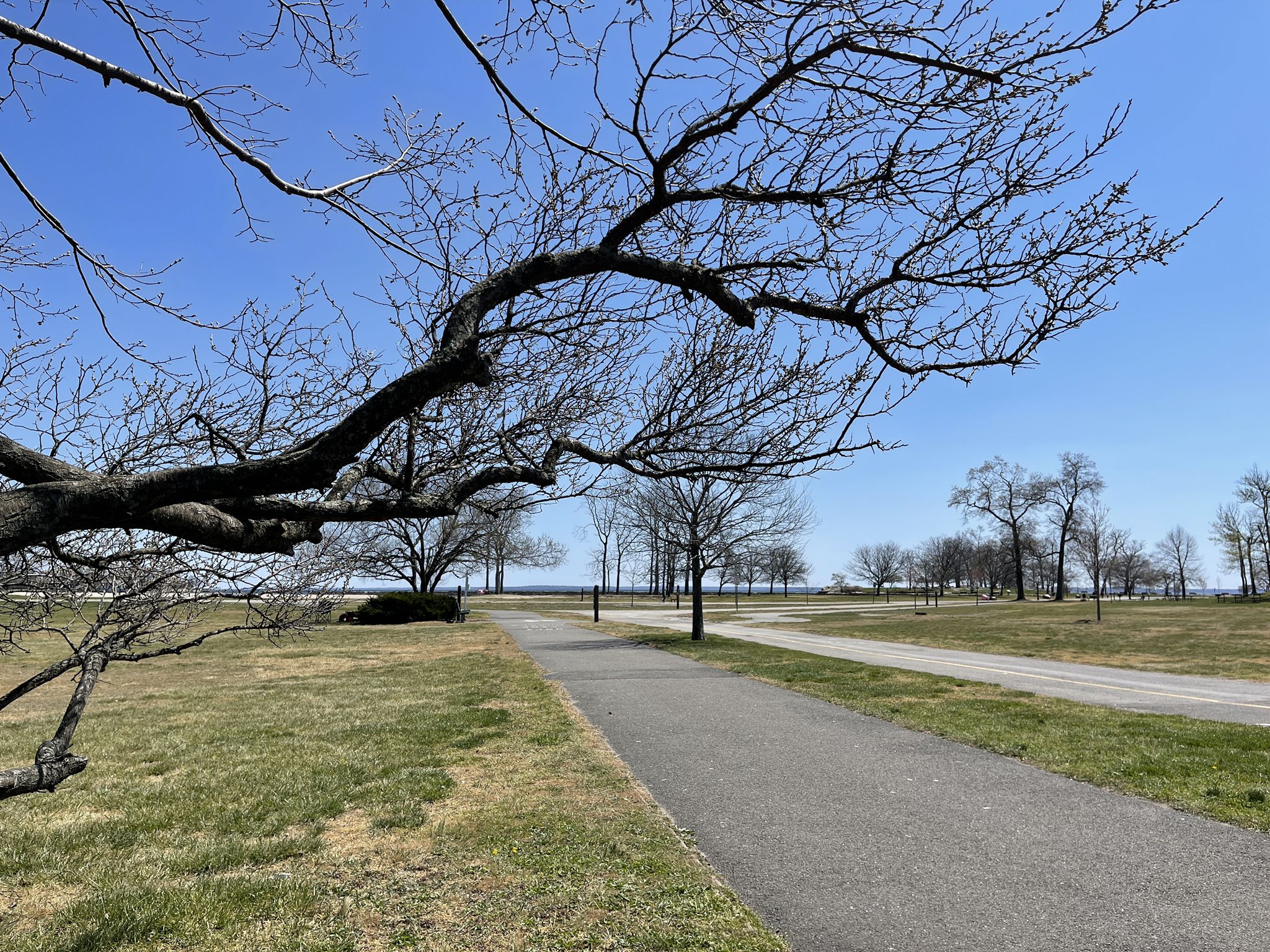 Bare tree branches frame a paved path through a sunny, open field. - East Coast Greenway: Old Greenwich and Cove Island