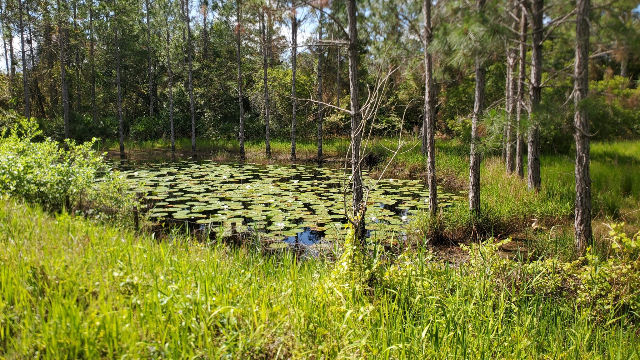 Pond covered in lily pads, surrounded by tall grass and pine trees. - East Central Regional Rail Trail
