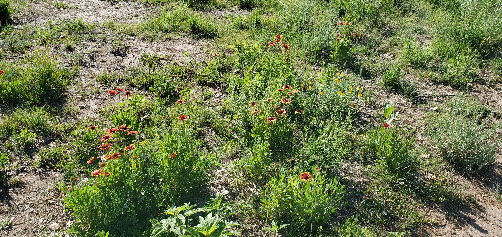 Green grass and scattered orange wildflowers growing on dry ground. - Arapaho Bend Natural Area loop