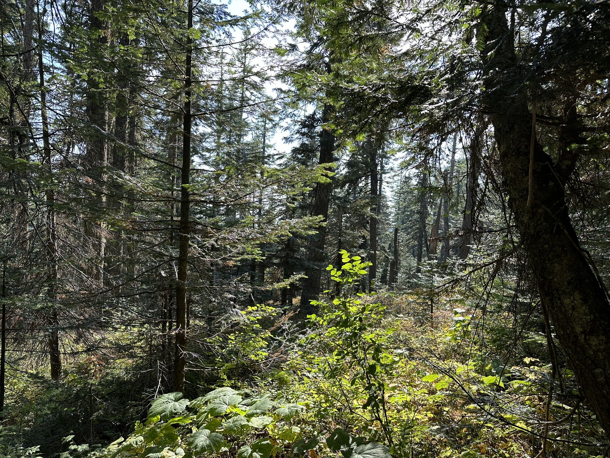 A dense forest with tall evergreen trees and lush green undergrowth in dappled sunlight. - Bald Knob – Mount Kit Carson Loop Trail loop from Bald Knob