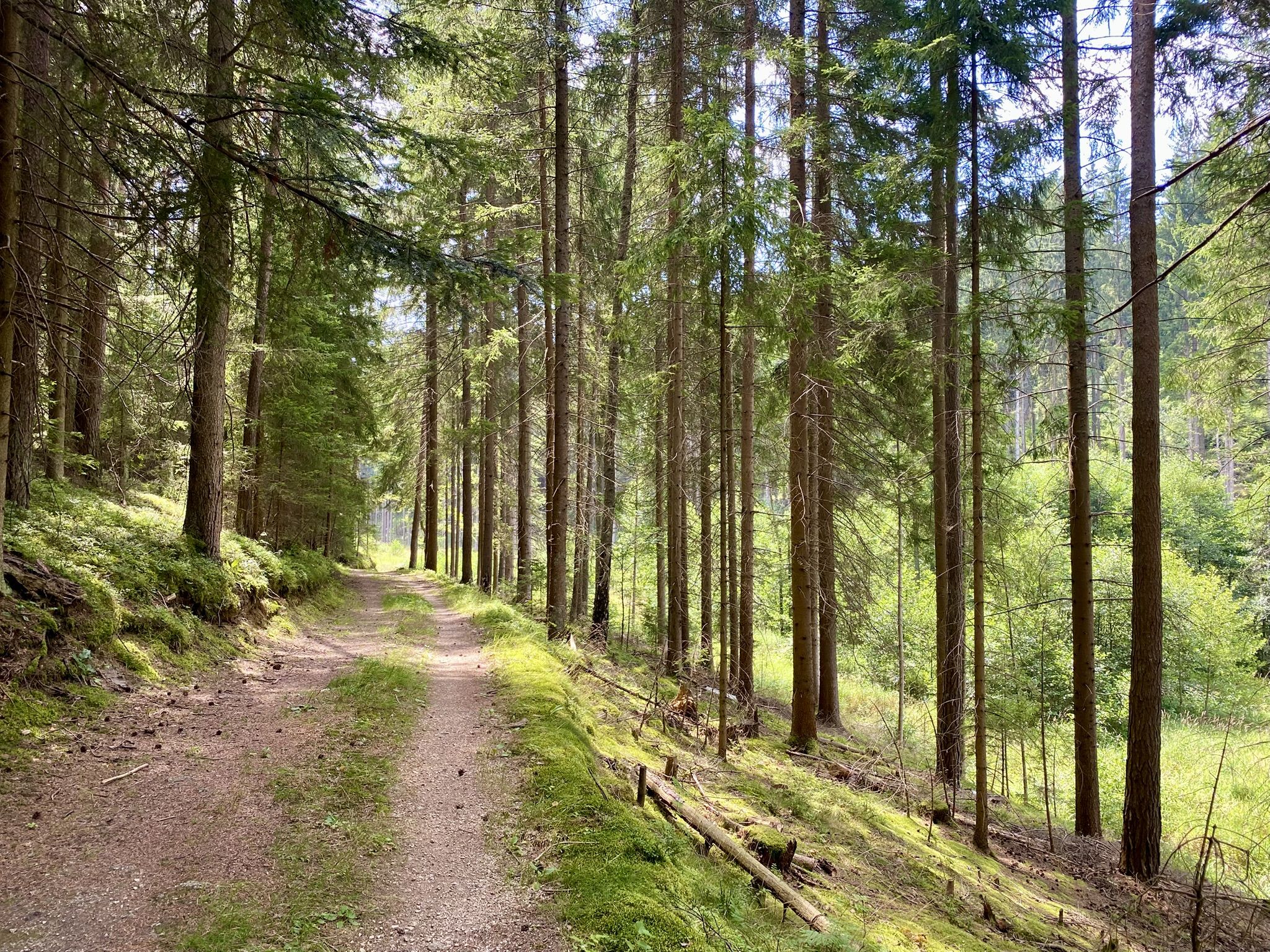 wieder herrliche Waldwege