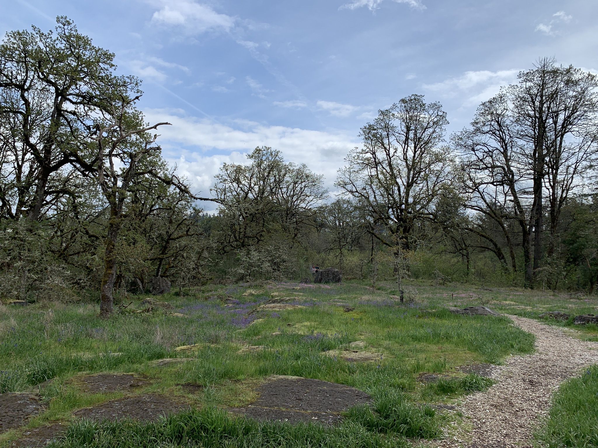 Gravel path winding through a grassy field with scattered trees under a cloudy sky. - Camassia Trail